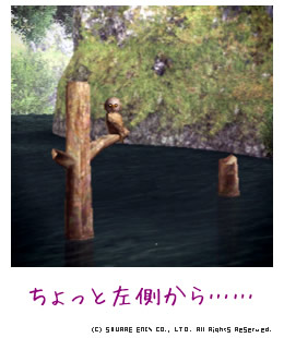 ふくろう左から