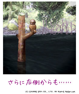 ふくろう右から